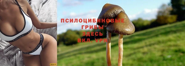 прущие грибы Алзамай